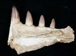 Well Preserved Dyrosaur Jaw Section, Morocco #16071-1